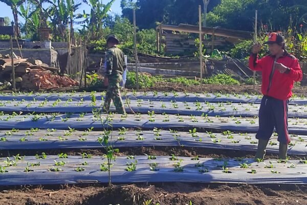Tanaman Pakcoy Jadi Sarana Edukasi Ketahanan Pangan di Lokasi TMMD Ke-129 Bangli