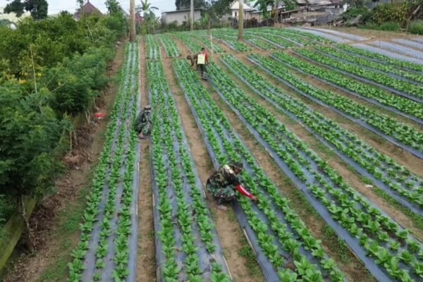 Lahan Pakcoy TMMD Ke-129 di Sekardadi Tumbuh Hijau, Jadi Bukti Program Ketahanan Pangan Berjalan