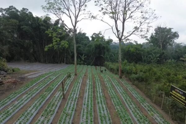 Pakcoy Menghijau di Lahan Warga, Satgas TMMD Ke-129 Kodim 1626/Bangli Dorong Ketahanan Pangan Sekardadi