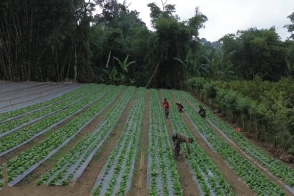 Lahan Warga Disulap Jadi Kebun Produktif, Pakcoy TMMD Ke-129 Kodim 1626/Bangli Tumbuh Subur