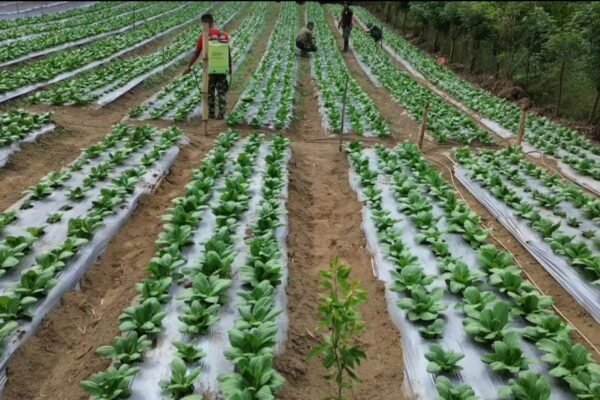 Pakcoy TMMD Ke-129 Tumbuh Subur, Buka Peluang Produktivitas dan Ekonomi Warga Sekardadi
