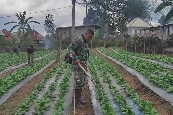 Satgas TMMD Ke-129 Kodim 1626/Bangli Pastikan Pakcoy Tumbuh Optimal