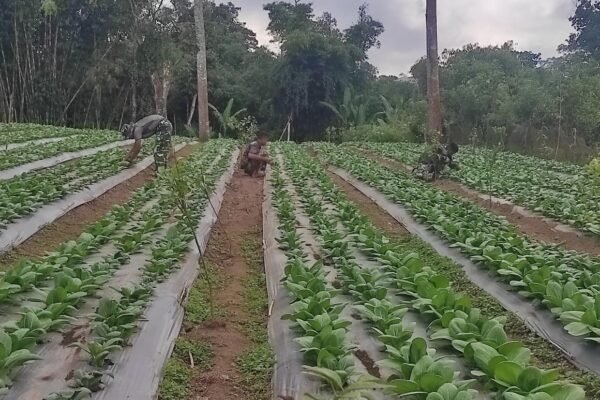 Perawatan Rutin Jadi Kunci, Satgas TMMD Ke-129 Rawat Tanaman Pakcoy di Sekardadi