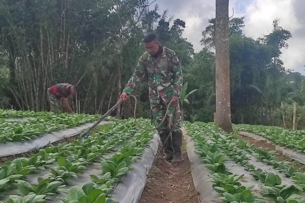Manfaatkan Lahan 15 Are, Satgas TMMD Ke-129 Dorong Kemandirian Pangan Warga Sekardadi