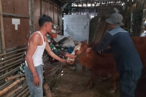 Pelayanan Kesehatan Hewan Ternak Jadi Bagian Program Nonfisik TMMD Ke-129 Kodim 0813/Bojonegoro