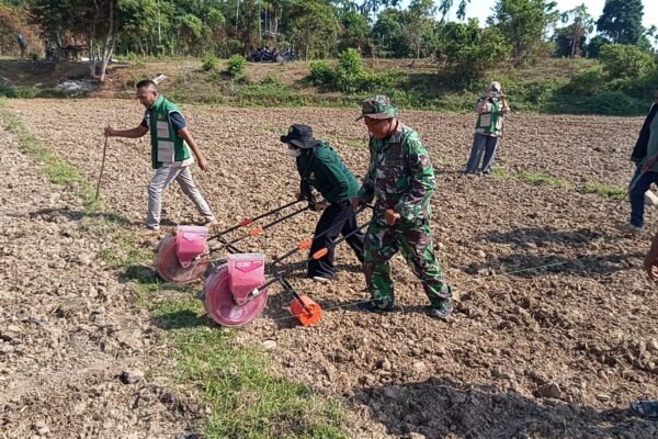 Satgas TMMD Ke-129 Kodim 0102/Pidie Gandeng PPL Edukasi Warga Budidaya Jagung