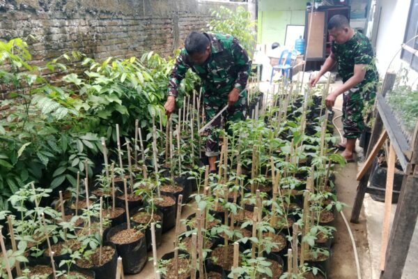 TMMD Ke-129 Kodim 0102/Pidie Mulai Garap Demplot Sayuran, Edukasi Warga Manfaatkan Lahan Kosong