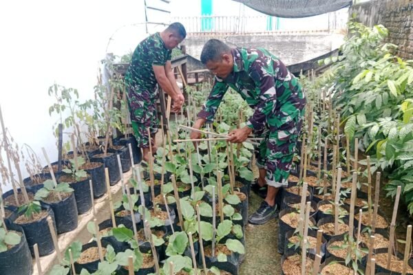 Satgas TMMD Ke-129 Kodim 0102/Pidie Kembangkan Demplot Sayuran untuk Perkuat Ketahanan Pangan Warga