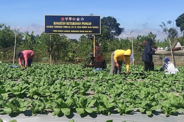 Panen Pakcoy TMMD Bangli, Bukti Ketahanan Pangan Tumbuh dari Desa