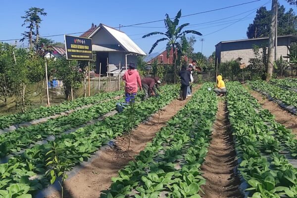 Bukan Sekadar Panen, Pakcoy TMMD Bangli Tinggalkan Bekal bagi Masyarakat