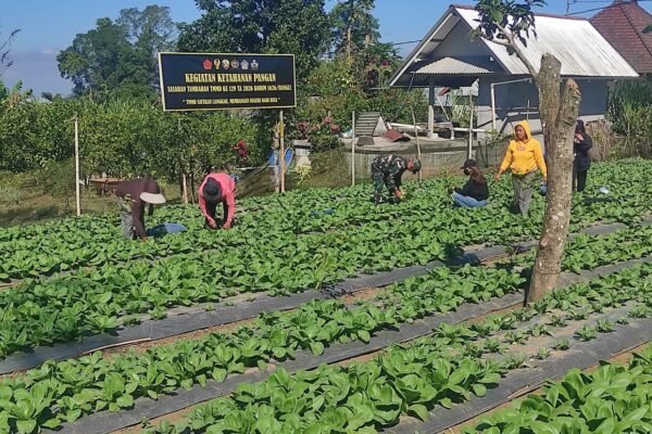 Dari Lahan 15 Are Jadi Sumber Pangan, Pakcoy TMMD Bangli Dipanen Bersama Warga