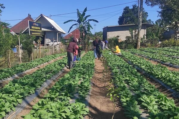 Satgas TMMD dan Warga Sekardadi Kompak Panen Pakcoy, Gotong Royong Berbuah Hasil
