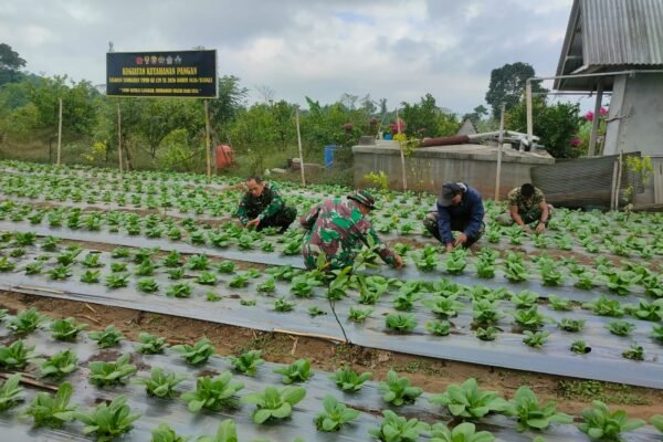 Satgas TMMD Ke-129 Kodim 1626/Bangli Optimalkan Budidaya Pakcoy untuk Perkuat Ketahanan Pangan Desa