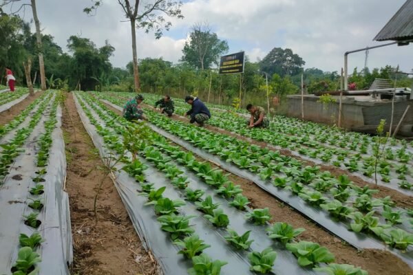 Kaya Vitamin dan Mineral, Pakcoy Jadi Pilihan TMMD Ke-129 Bangli Tingkatkan Gizi Warga