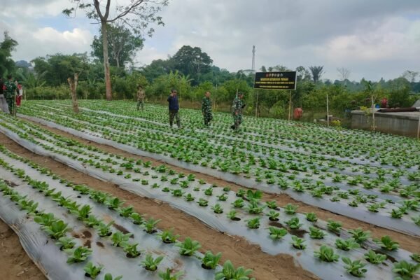 Gotong Royong Rawat Pakcoy, Satgas TMMD dan Warga Bangun Ketahanan Pangan Bersama