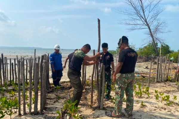 Peduli Lingkungan Pesisir, Satgas TMMD Ke-129 Tanam Mangrove dan Bangun Pagar Pelindung