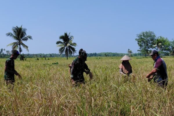 Panen Padi Jadi Momentum Satgas TMMD Dekat dengan Petani Desa Bandar Raya