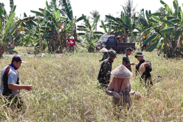 Turun ke Sawah, Satgas TMMD Ke-129 Dukung Aktivitas Petani Bandar Raya