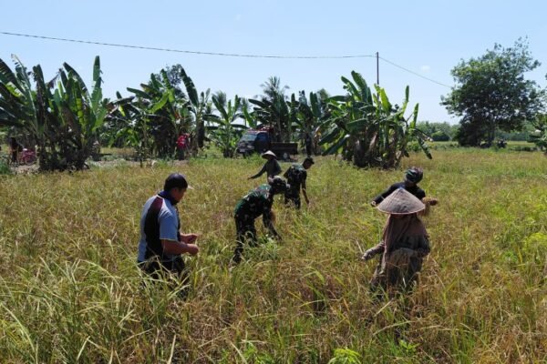Membangun Komunikasi Sosial di Sawah Bersama Satgas TMMD